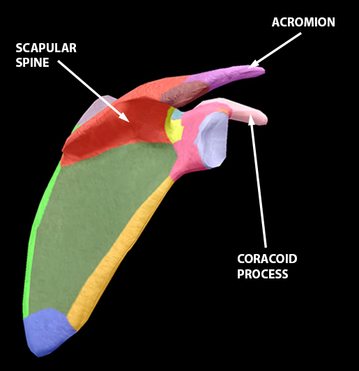 shoulder-girdle-landforms-scapula